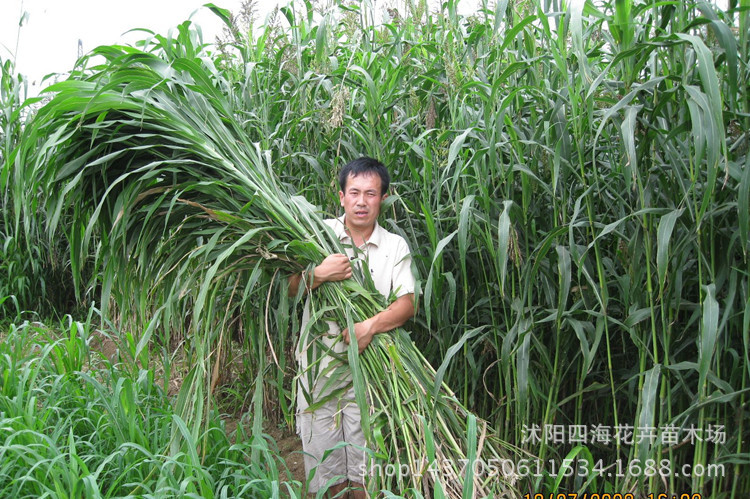 批发优质牧草草籽 甜高粱种子大力士 牛鱼猪羊等食用 高产量饲料