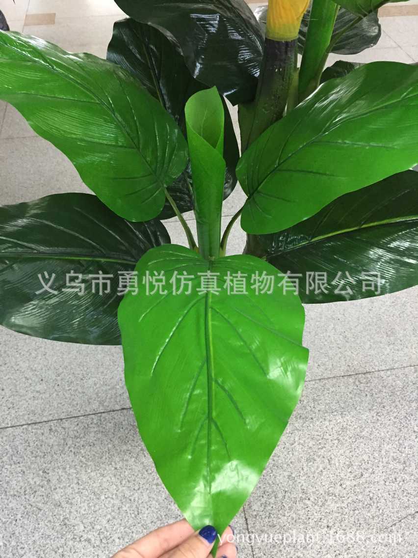厂家直销绿金钻绿萝如意绿公主万年青水芋室内艺术装饰植物假树