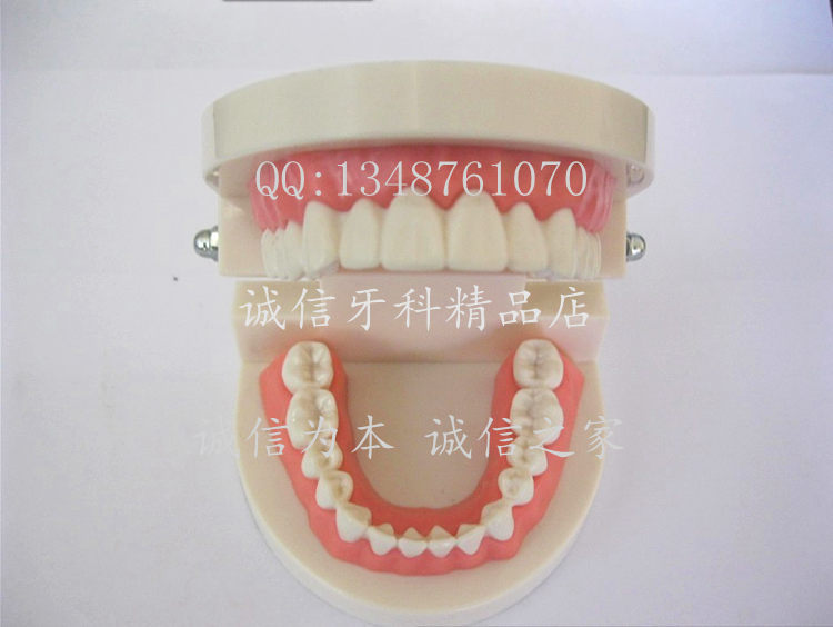 牙科 义齿模型 全口牙 牙齿模型 标准模型 口腔器材