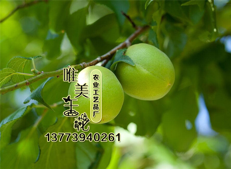 批发供应梅果 梅果苗 新品种果树苗 可盆栽 成活率高 规格齐全