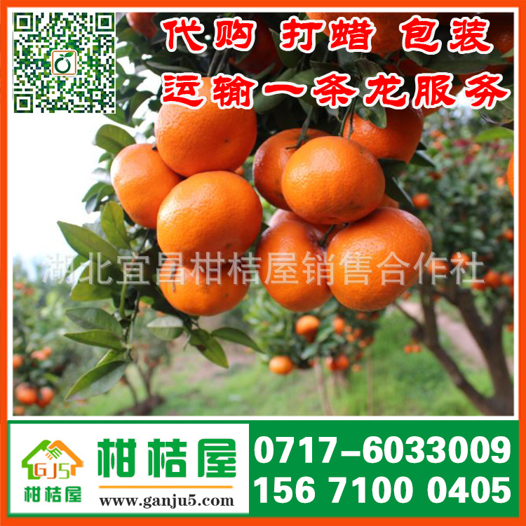 上饶市余干县早熟蜜橘产品展示