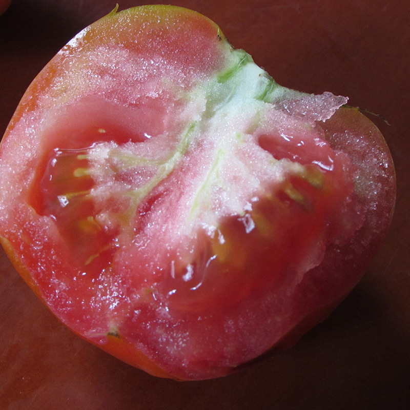 山东种植基地种植有机管理西红柿 番茄 美容防辐射