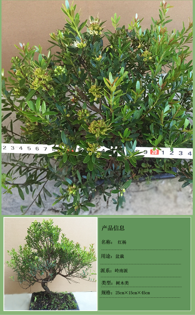 正宗四季红杨树苗 批发红叶杨 珍稀彩叶杨 精品红杨盆栽 苗木批发网