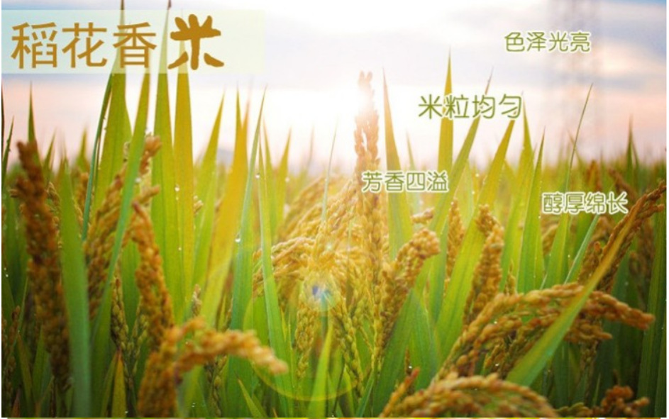 自然道五常稻花香大米5kg装低价促销 诚招代理