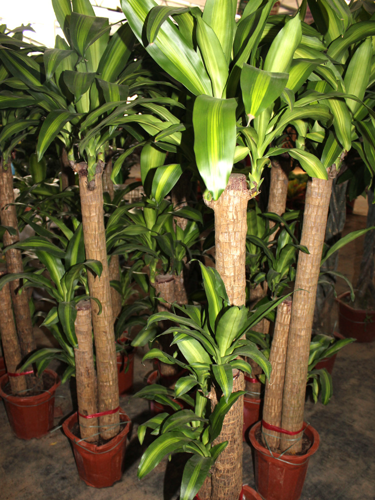巴西木盆栽 室内绿植 办公室居家摆放大盆栽 净化空气