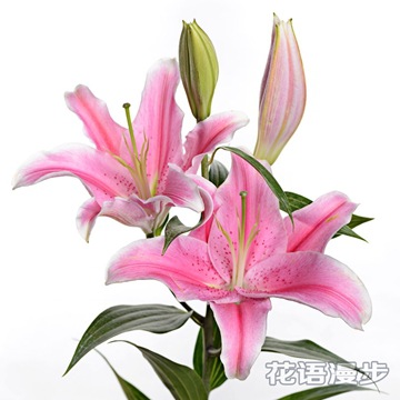 新鲜现货 新鲜百合 鲜花基地直供 粉百合 索尔邦