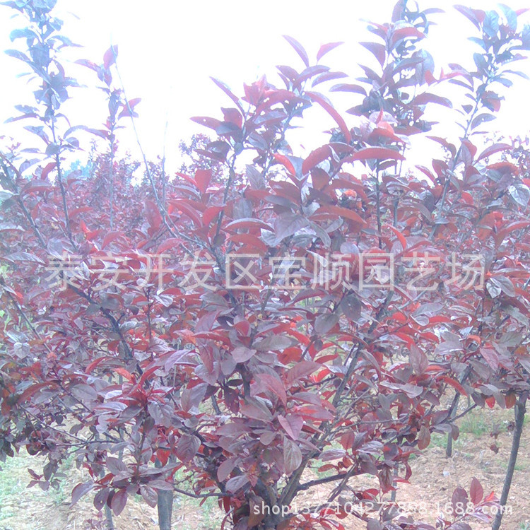 IMG_20130502_150532_副本