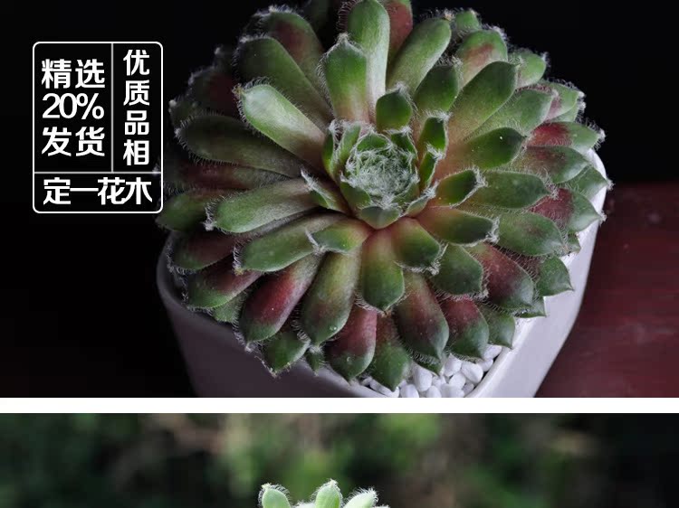 批发多肉植物批发大红卷娟 多肉 肉肉植物批发 花卉绿植室内盆栽