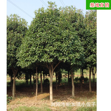 批發湖南桂花樹 綠化造型苗木精品10公分八月金桂桂花苗 基地直銷