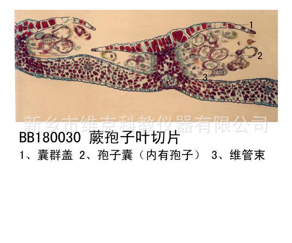 工厂直供 蕨原叶体装片 动植物切片标本 中小学教学 显微镜载玻片