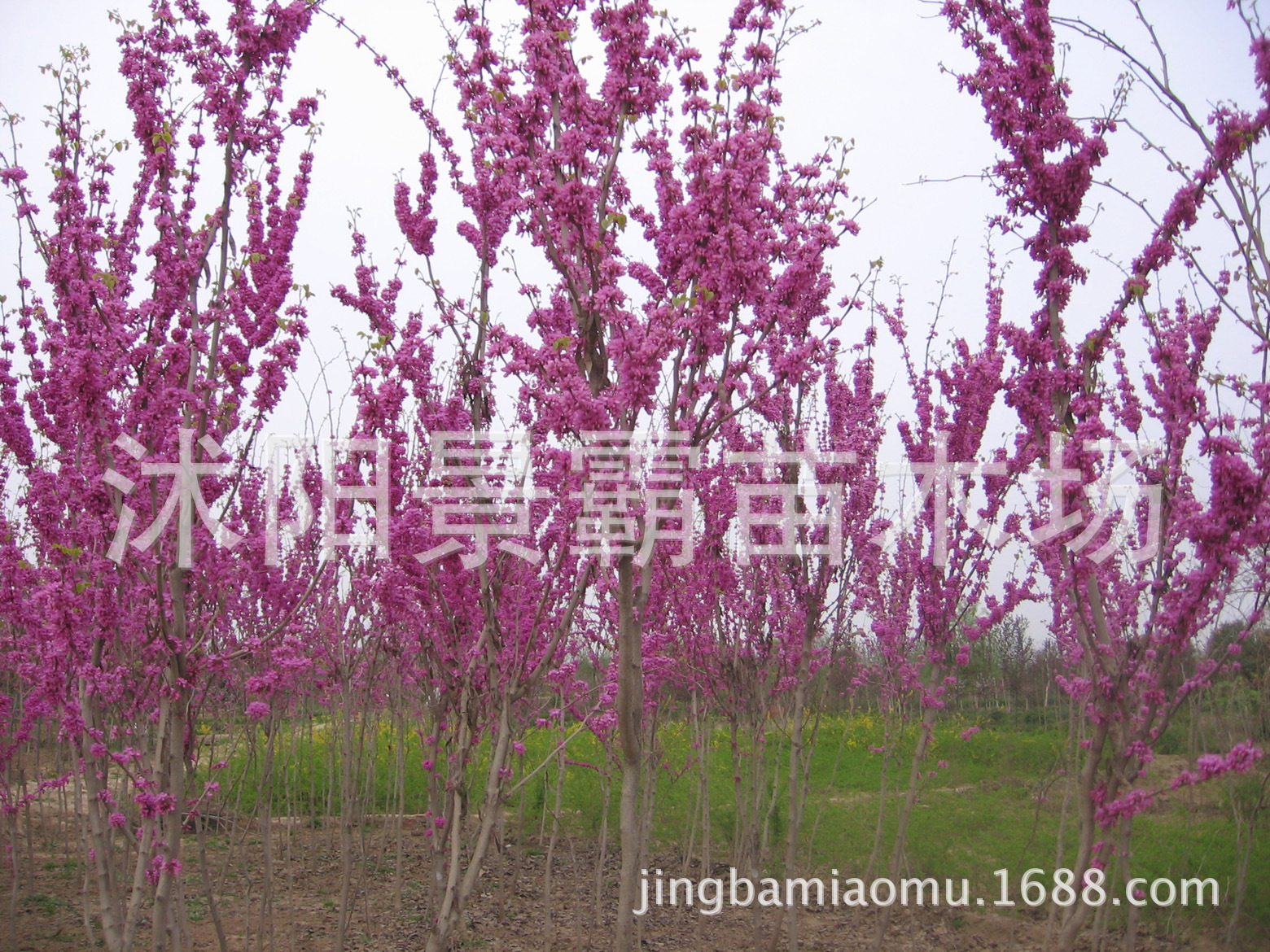 紫荆4