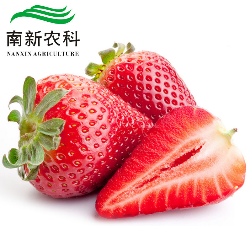 【南新农科】现货精品香草莓1斤 有机新鲜水果热卖品种批发招代理