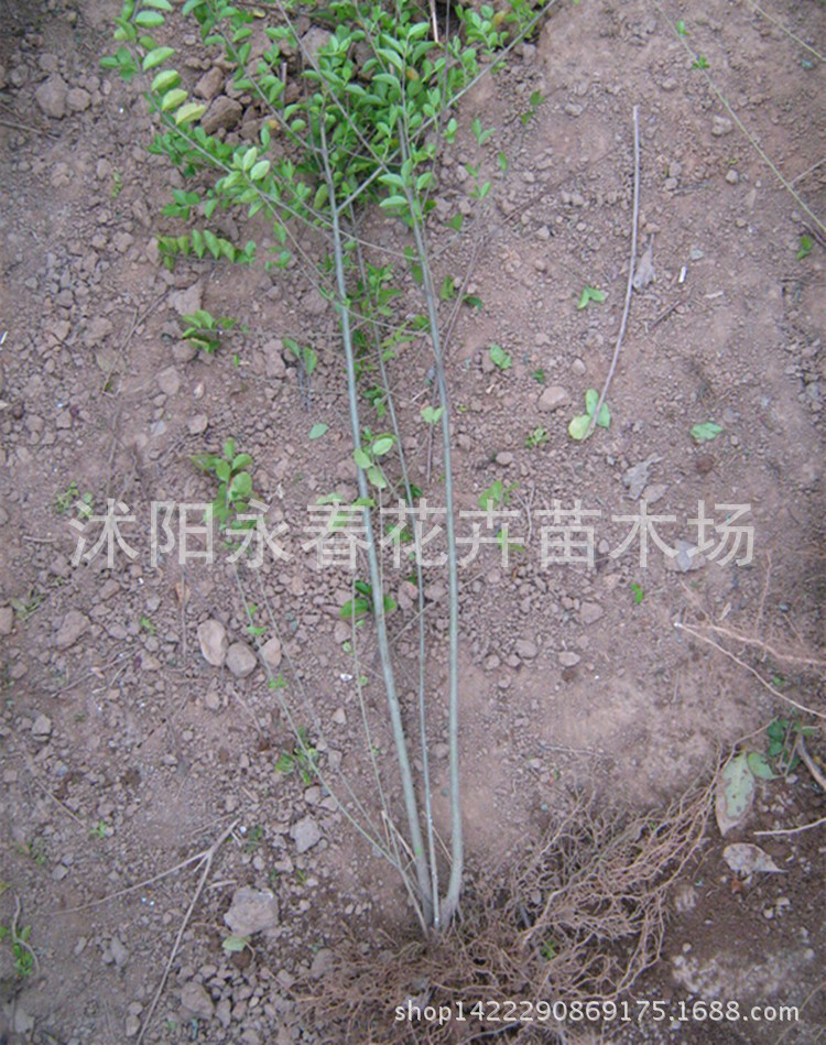 苗圃自产自销小叶女贞苗 水蜡苗 四季常青 工程绿化苗木女贞小苗