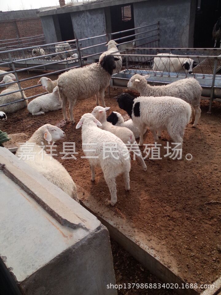 【出售种羊】山东种羊调拨基地,出售杜泊绵羊种羊