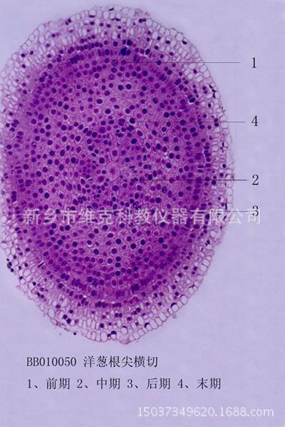 洋葱根尖横切 生物切片 植物类装片 根及根的变态