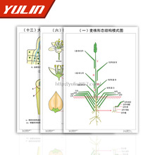 玉米种植图