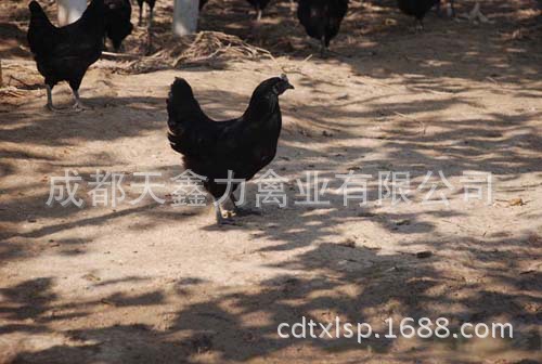 黑母机