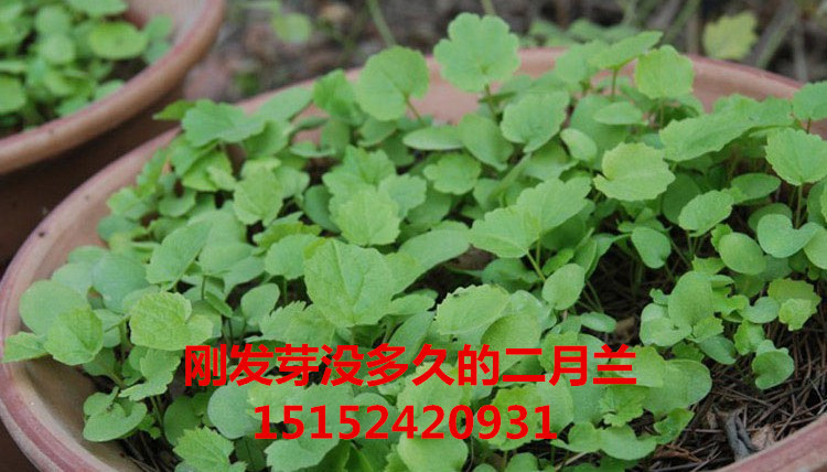 二月兰种子批发 诸葛菜 二月兰鲜花种子园林绿化草籽包邮