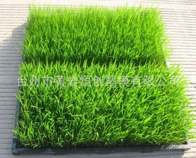 【厂家直销】长方形塑料秧苗种植盆 育苗盘 秧盆 水稻机插秧盘