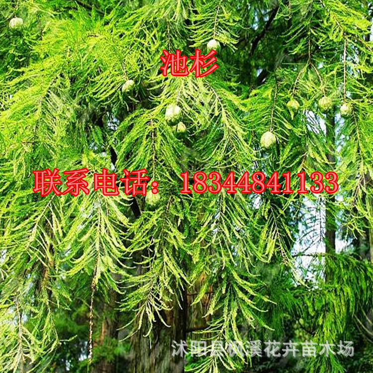 新采杉木种子 落羽杉种子 池杉种子 水杉种子 一级品种 高芽率