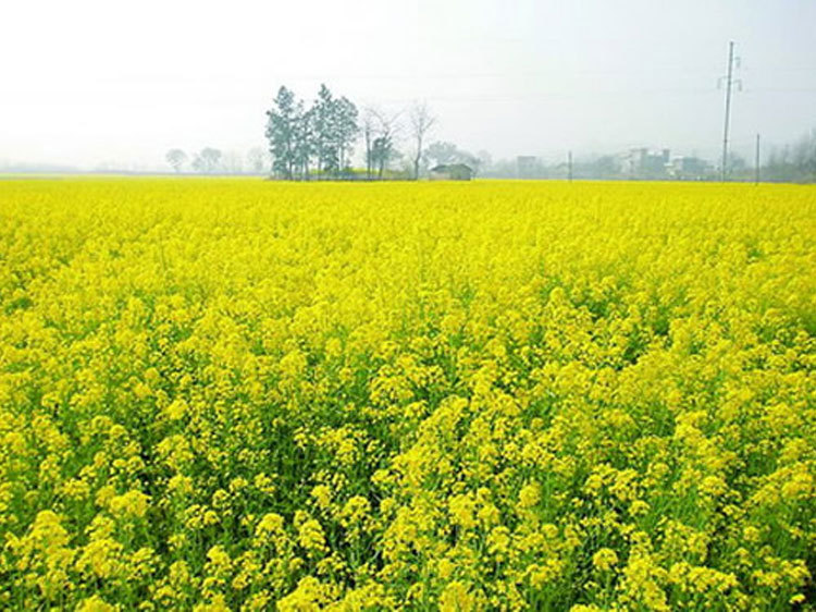 栽培遍及中国,分为冬油菜和春油菜两种.