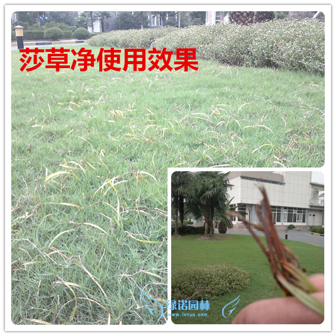 批发莎草净香附子除草剂 除莎草 水蜈蚣等 禾本科草坪