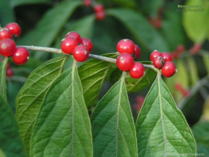 宠物及园艺 园林植物 灌木 苗圃供应 金银忍冬又叫金银木为落叶性小