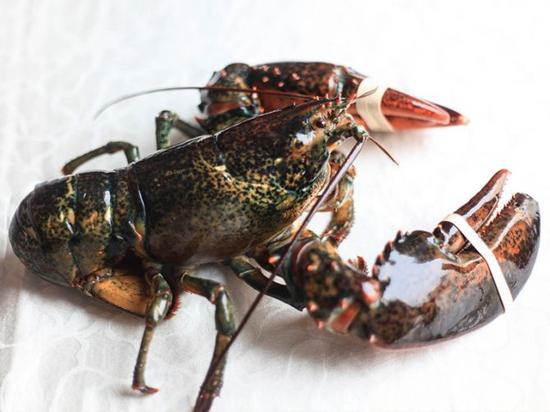 波士顿龙虾的选择和制作-蛋黄焗龙虾详解