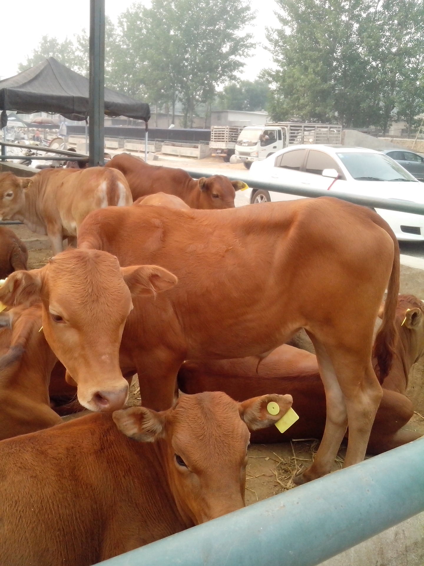 鲁西黄牛养殖改良肉牛品种价格小牛犊黄牛犊价格养牛场