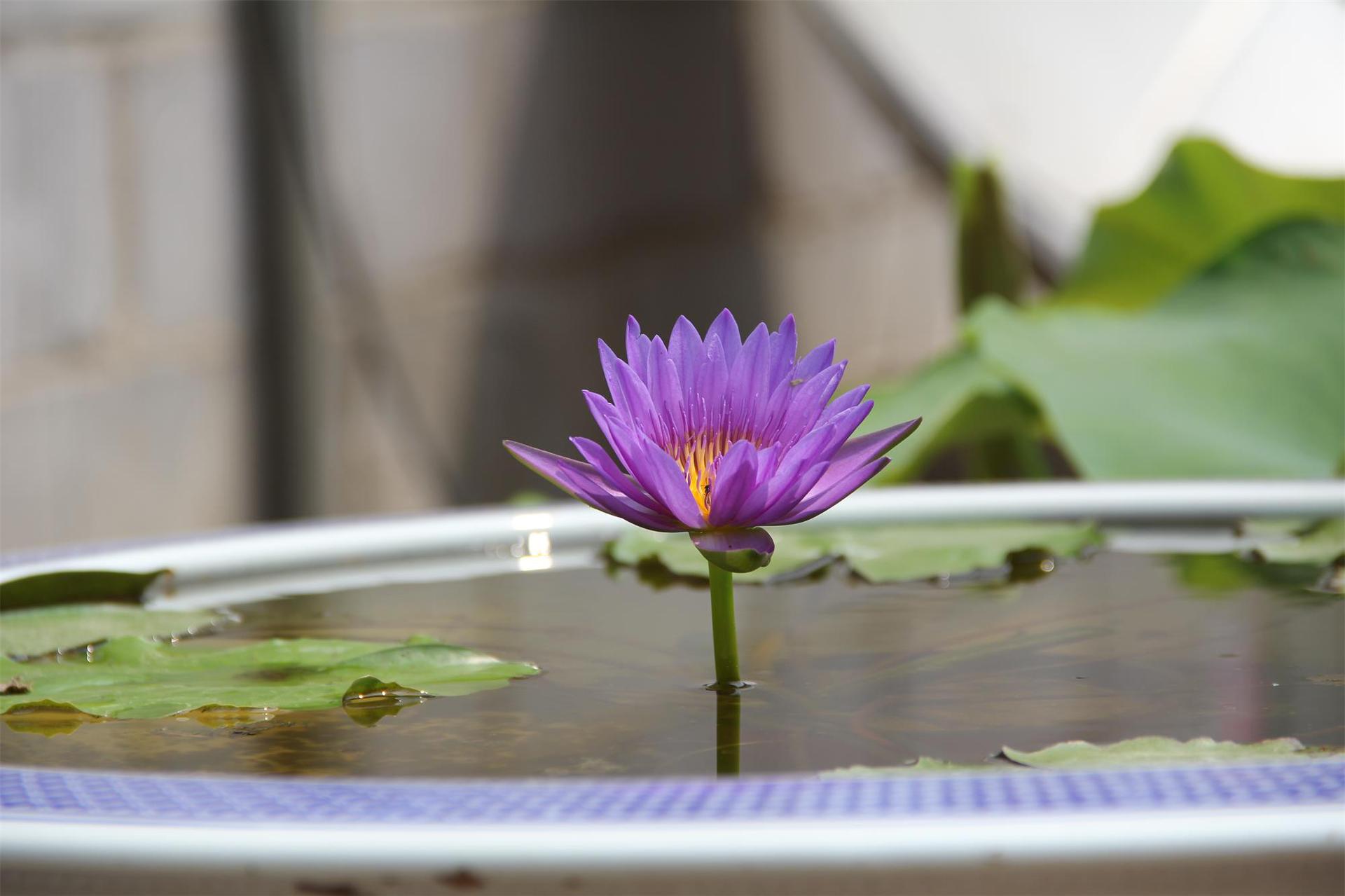 供应九品香水莲花 大,中,小种苗