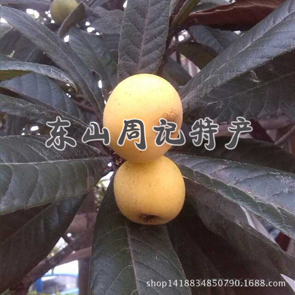 自提专拍新鲜苏州东山白玉白沙枇杷5斤装产地直销新鲜水果现摘