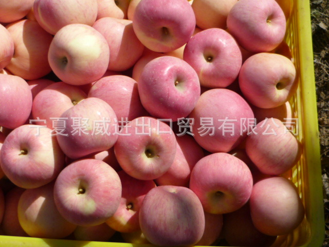 正宗宁夏新鲜苹果 出口富士苹果 有机甜苹果 无农残水果 批发