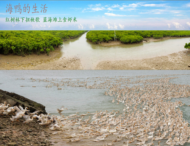 广西特产钦州北海红树林老余叔海鸭蛋礼盒装30个中秋节送礼找代理