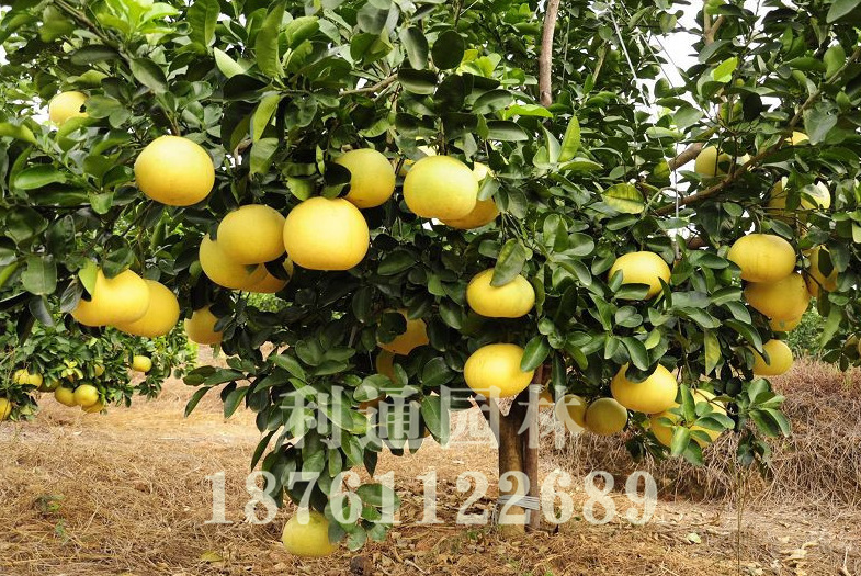 新品种巨型 柚子苗 柚子树 柚子树苗 果树苗当年结果 量大优惠