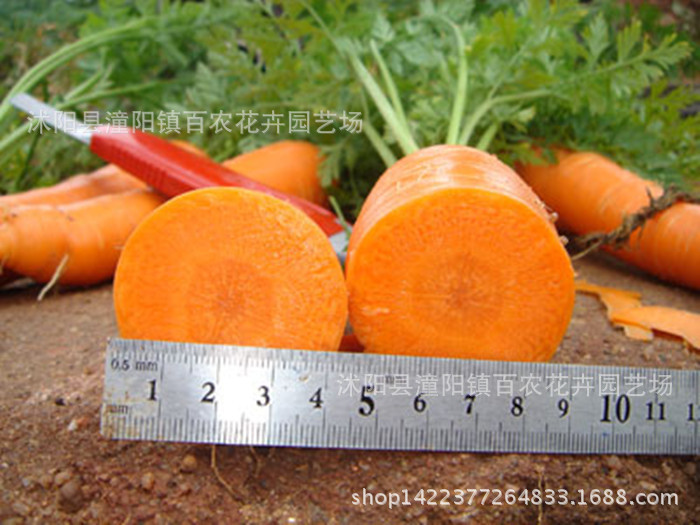 批发种蔬菜种子 阳台种菜 盆栽 五寸参胡萝卜 春秋播种胡萝卜