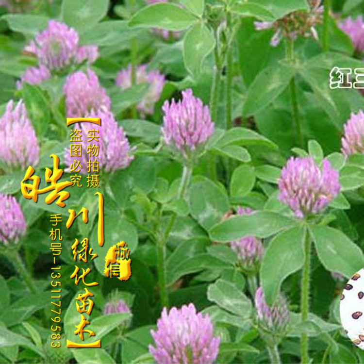  ƺ Ҷ Ҷ Ҷ ̻ר 
