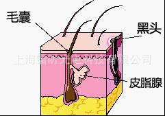 毛囊及皮脂腺结构示意图