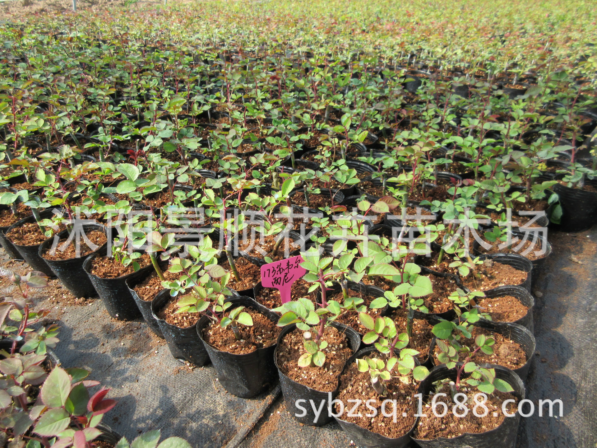 正宗日本无刺蔷薇苗 蔷薇扦插小苗 爬墙梅 多花蔷薇 爬藤蔷薇