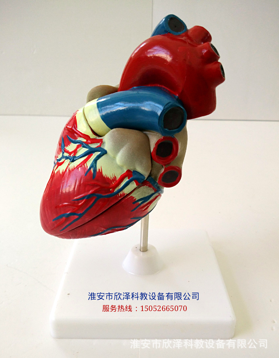 欣泽科教 人体器官模型,心脏解剖模型,心脏教学模型