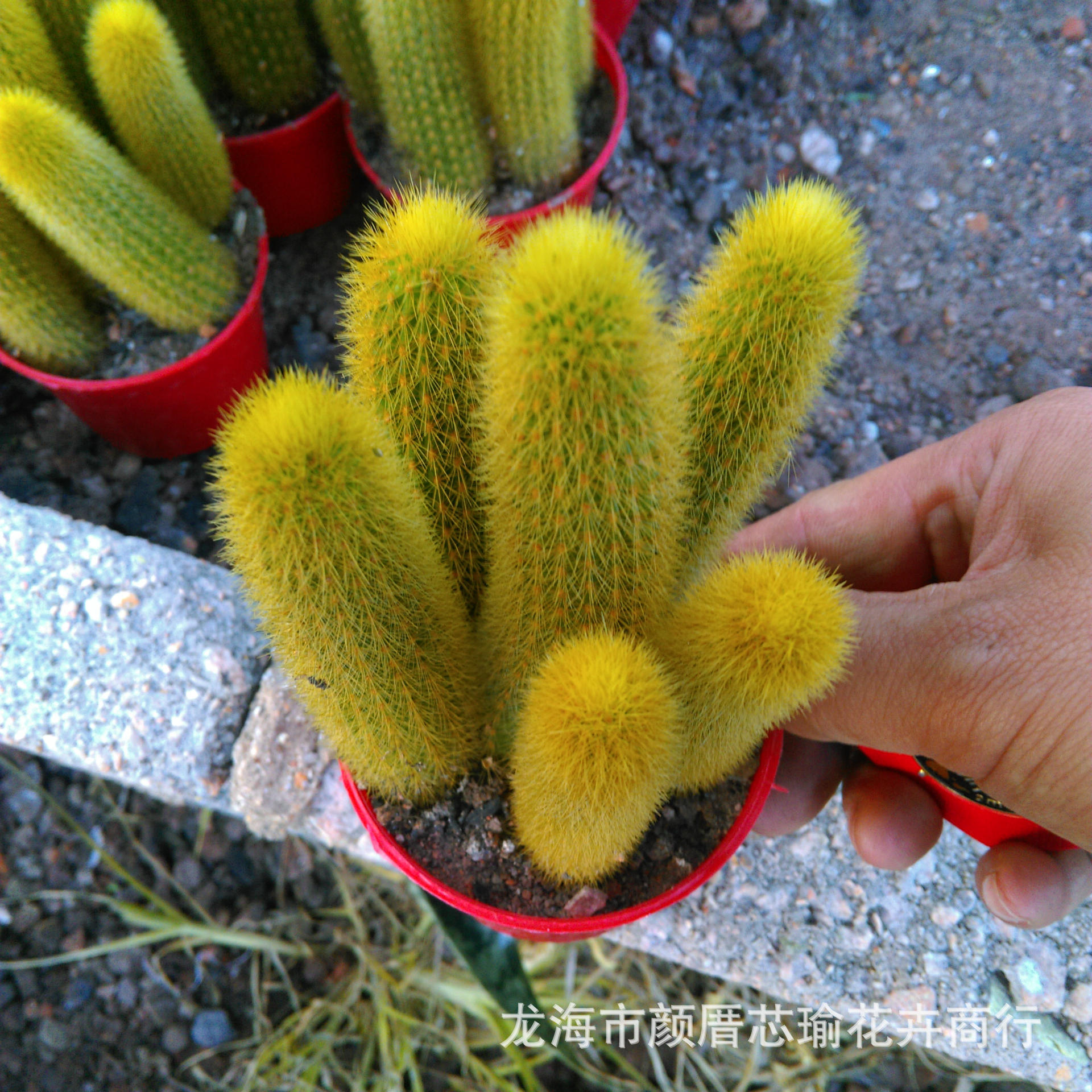 多肉植物批发 黄金条 仙人掌科一盆5颗拼盘特有奇趣植物