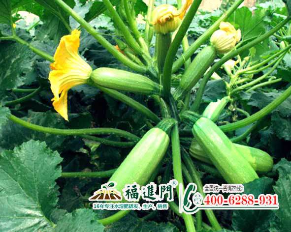 【葫芦】西葫芦合理使用水溶肥预防化瓜获高产