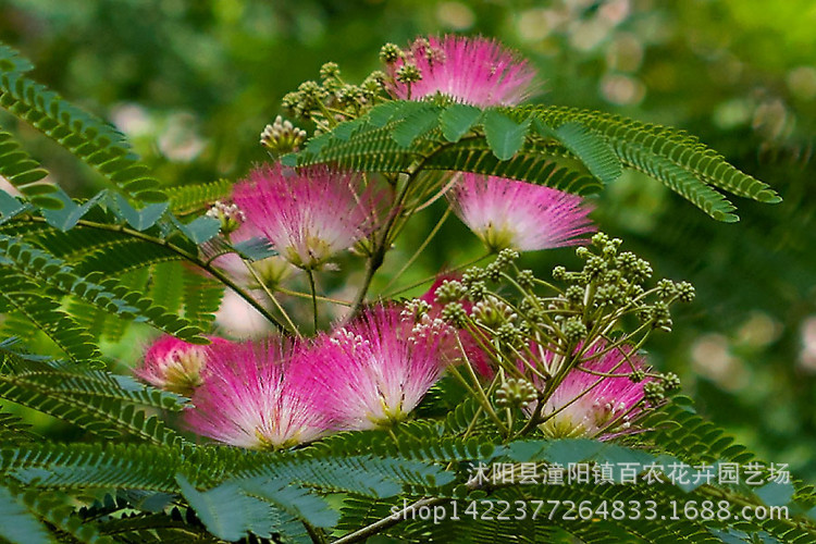 【植物名称】合欢树