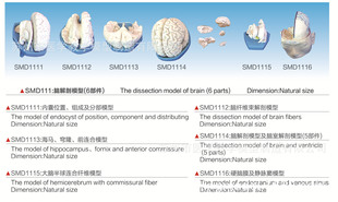 SMD1116ӲXĤo}]ģ