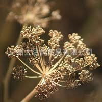 供歐芹精油歐芹籽油歐芹葉油歐芹油歐芹籽精油歐芹葉精油Parsley