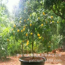 園林工程下山樹盆栽金花茶樹苗 別墅庭院花壇風景綠化樹金花茶苗
