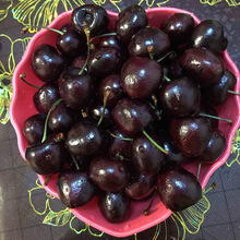 南方果樹苗黑珍珠櫻桃苗可盆栽櫻桃果苗批發果實甜營養高
