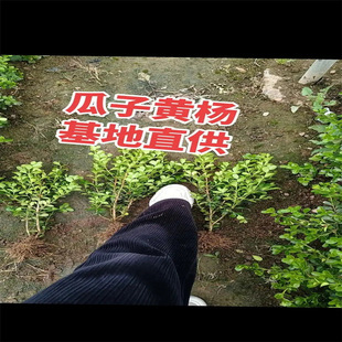 小葉黃楊苗瓜子黃楊球苗庭院籬笆綠化獨桿黃楊樹苗大葉黃楊冬青苗