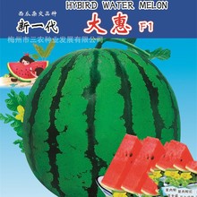 新一代大惠黑美人黃肉無籽麒麟西瓜種子高產四季水果園林種子批發