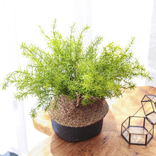 仿真蕨類植物把束天門冬綠植室內綠化背景擺件裝飾塑料軟草盆栽