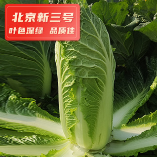 義和牌北京新三號大白菜種子 10g秋季白菜種子 農家易種蔬菜種籽